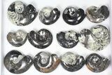 Lot: Polished Goniatite Fossils Assorted Sizes - Pieces #82172-1